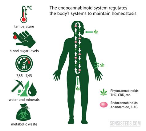  You can think of the endocannabinoid system as you would any other regulatory system in the body like the immune system or the central nervous system